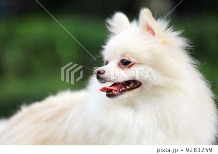 white pomeranian dog 9281259