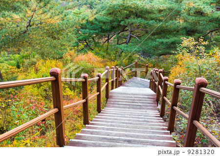Wooden hiking path in forest Wooden hiking path in forest 9281320