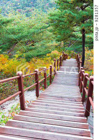 Wooden steps in forest 9281357