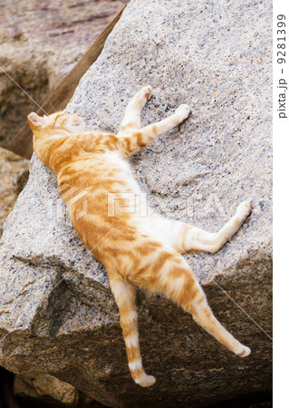 Sleeping cat on the rock 9281399