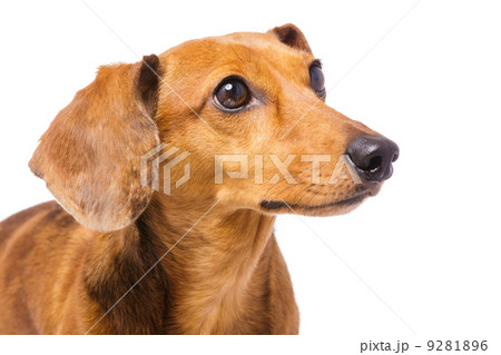 Dachshund Dog looking at a side 9281896