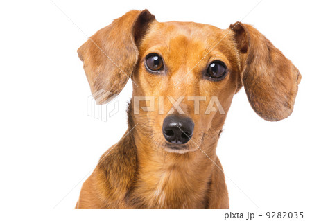 Dachshund Dog 9282035
