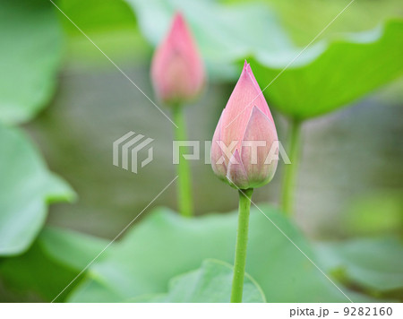 lotus buds 9282160
