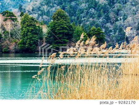 Forest and lake 9282170