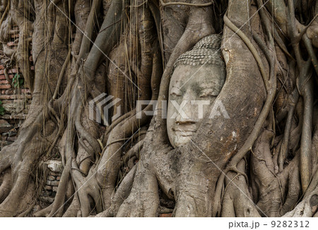Buddha head in banyan tree 9282312