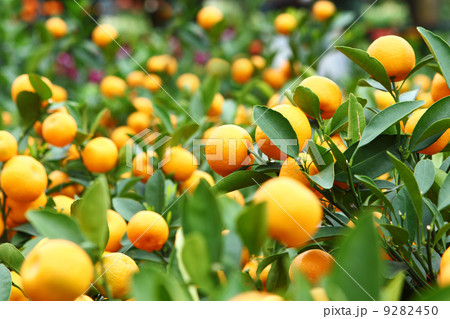 Mandarin for Chinese New Year 9282450