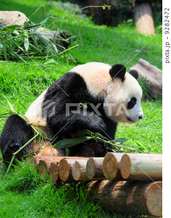 panda panda 9282472