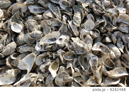 oyster shell oyster shell 9282488