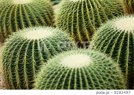 cactus plant 9282497