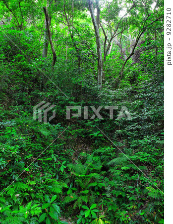 beautiful green forest 9282710