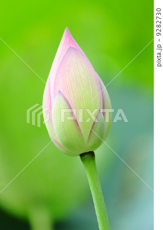 Pink Lotus Bud 9282730