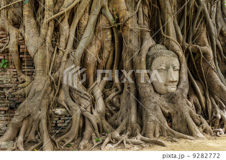 Buddha head in old tree 9282772