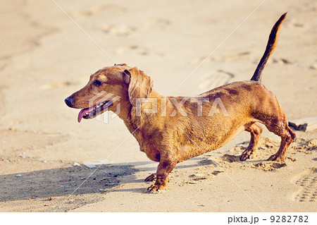 Dachshund Dog in beach 9282782