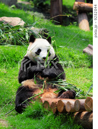 panda panda 9282844
