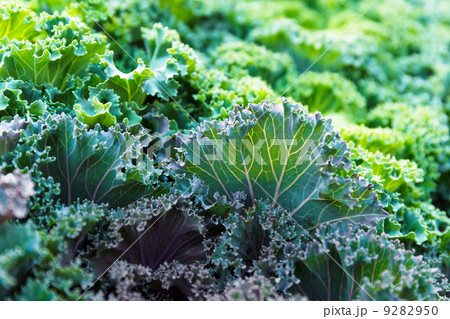Fresh lettuce close up Fresh lettuce close up 9282950