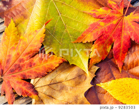 Autumn maple leave with wooden background 9283503