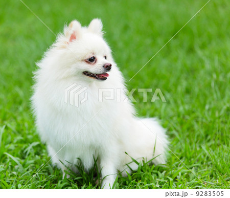 white pomeranian dog 9283505