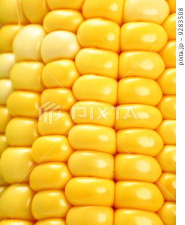 corn 9283508