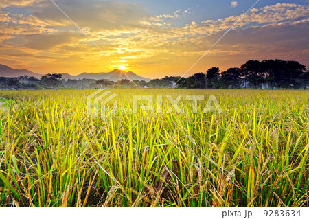 paddy field with sunset 9283634