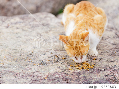 Street cat eating food 9283863