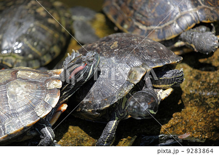 turtle 9283864