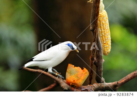 Bali Starling 9283874