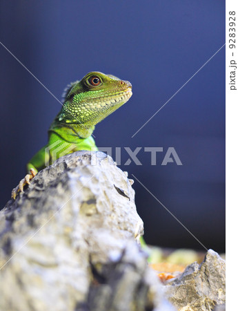 green iguana 9283928