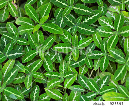 Green leaves background Green leaves background 9283954