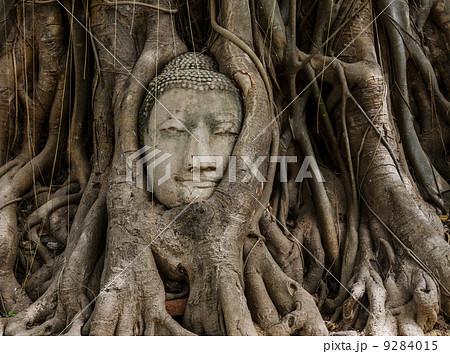 Buddha head in old tree Buddha head in old tree 9284015
