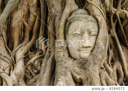 Buddha head in old tree 9284072
