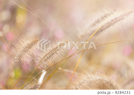 Wildness grass with sunlight 9284231