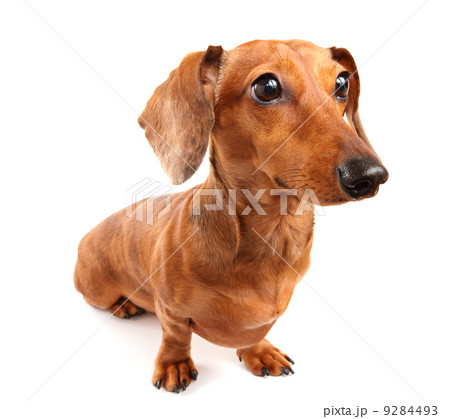 dachshund dog 9284493
