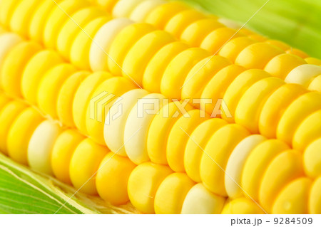 corn cob with green leaves 9284509