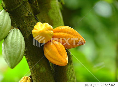 Cocoa pods 9284582
