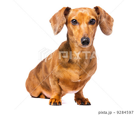 Dachshund dog isolated on white 9284597