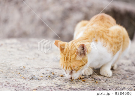 Street cat eating food Street cat eating food 9284606