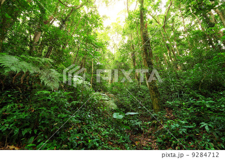 green forest green forest 9284712