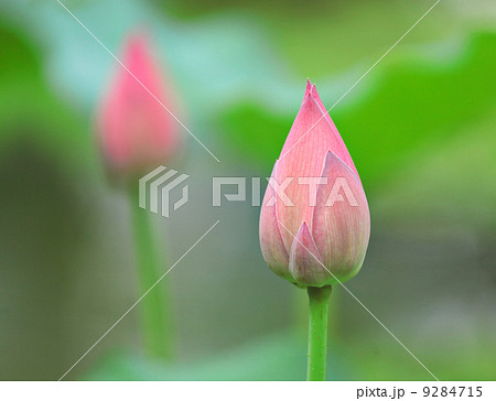 lotus bud lotus bud 9284715