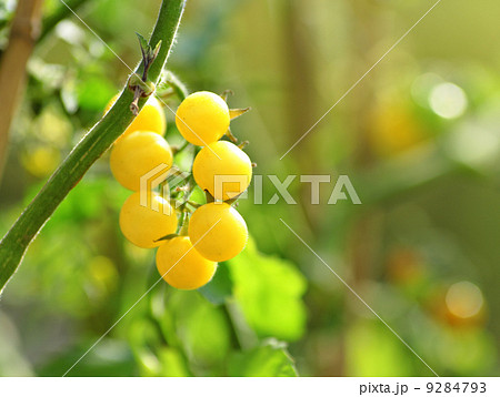 white tomato white tomato 9284793