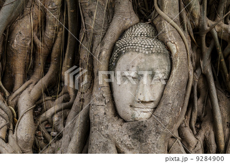 Buddha head in banyan tree 9284900