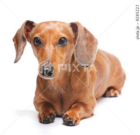 dachshund dachshund 9285227