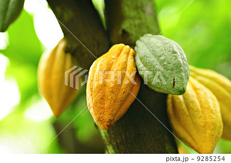 Cocoa pods 9285254