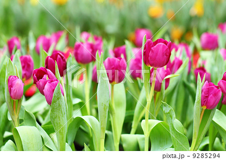 Purple tulips flower field 9285294