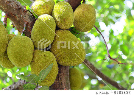 Jackfruit on tree Jackfruit on tree 9285357