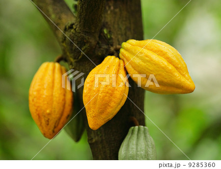 Cocoa pods 9285360