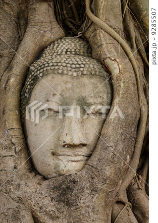 Buddha head in tree 9285507
