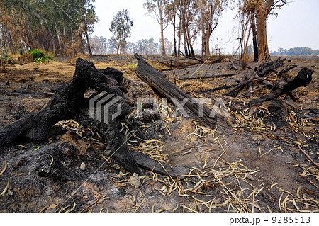 forest after fire forest after fire 9285513