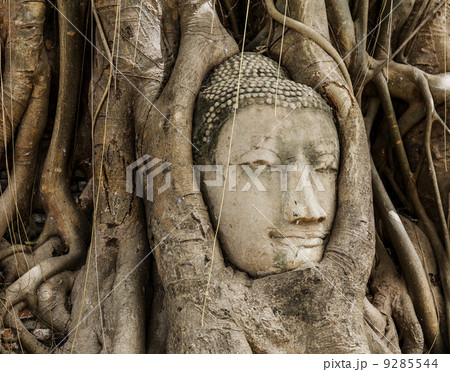 Buddha head in old tree 9285544