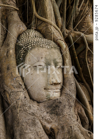 Buddha head in old tree 9285674