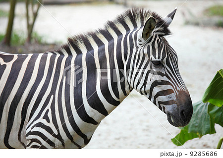 zebra zebra 9285686